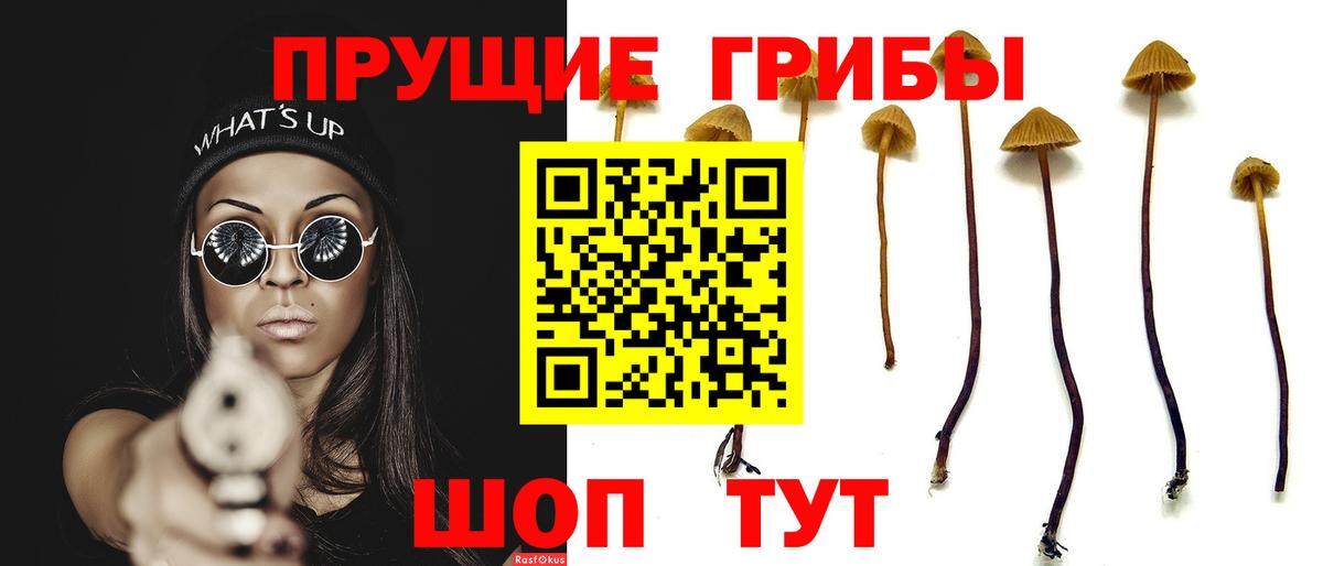 Новосибирск  Галлюциногенные грибы Psilocybe  Вход с VPN 
